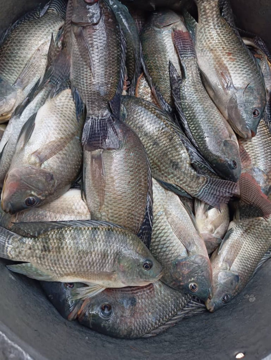 poissons